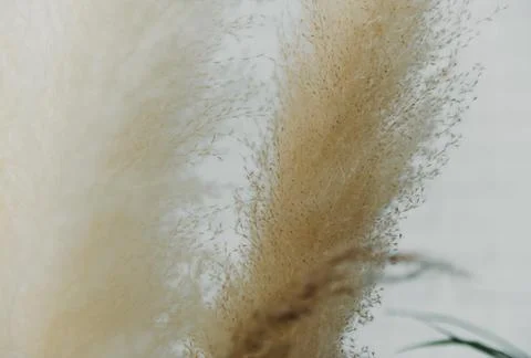 Dry grass closeup. Background dry wild flower macro Stock Photos