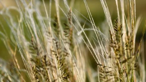 Dry grass closeup Foto stock
