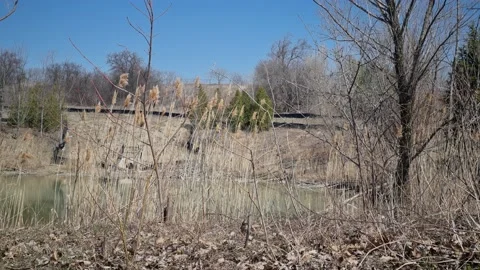 Dry grass coming back to life in spring 库存影片 238405749