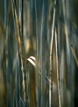 Dry grass concept Stock Photos