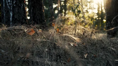 Dry grass covered with dense cobwebs at sunset in forest 스톡 동영상 250086019