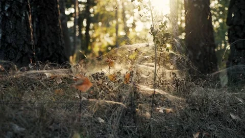 Dry grass covered with dense cobwebs at sunset in forest 動画素材 250086101