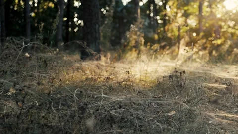Dry grass covered with dense cobwebs at sunset in forest 스톡 동영상 250086506