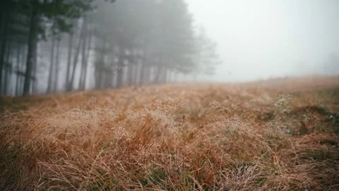 Dry grass covered with dewdrops on a background of a misty forest Stock Footage 143895551
