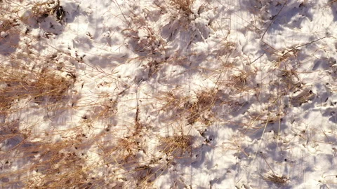 Dry grass covered by first snow. Close Up texture, Camera moves  low over land Stock Footage 145538322