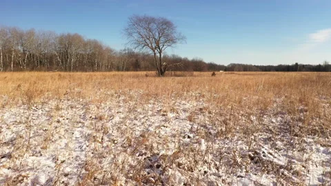 Dry grass covered by first snow. Stock Footage 145539514