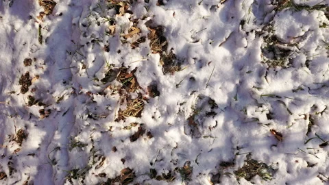 Dry grass covered by first snow Stock Footage 145584653