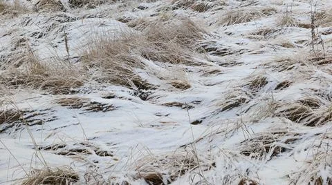 Dry Grass Covered with the First Snow Stock Photos