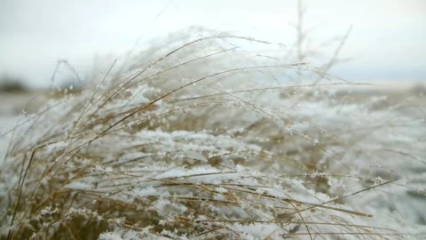 Dry grass covered with snow blowing in the wind Stock Footage 322165852