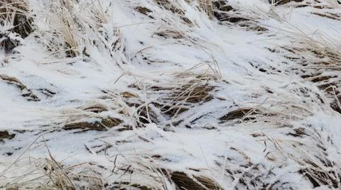 Dry Grass Covered with Snow Close-up Stock Photos