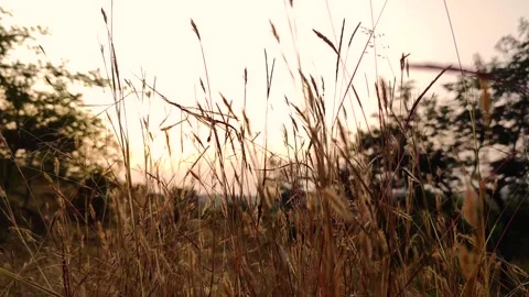 Dry grass dancing in the wind. Stock Footage 139097668