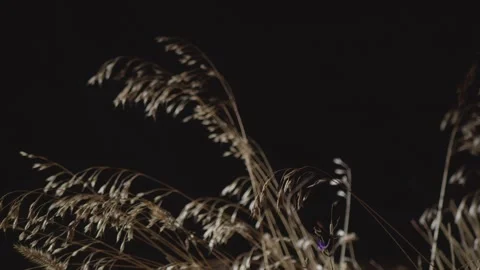 Dry grass in the dark in autumn. Stock Footage 346814519