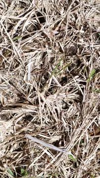 Dry grass. dead grass 写真素材