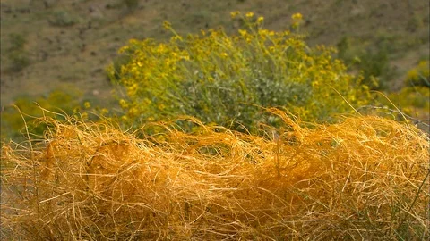 Dry grass in Death Valley Stock Footage 87765569