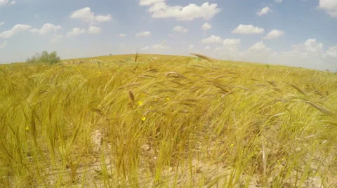 Dry grass in desert 動画素材 49539492