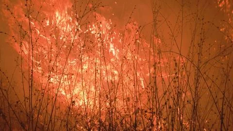 Dry grass is enveloped in a high flame 写真素材