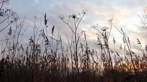 Dry grass in the fall. The reeds. The stems are dry in the fall. Stock Footage 118512707