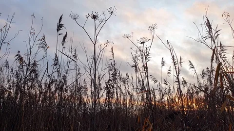 Dry grass in the fall. The reeds. The stems are dry in the fall. Stock Footage 118517064