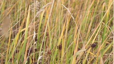Dry grass in the fall sways from the wind. Beautiful autumn videophone. Stock Footage 164448454