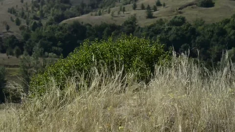 Dry grass feather grass on the slope of the hill wavers by the wind. Stock Footage 85552991