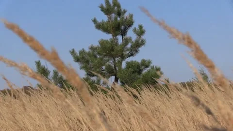Dry grass in the field against the background of spruce Video stock 140468251