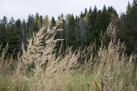 Dry grass in a field on the background . Stock Photos