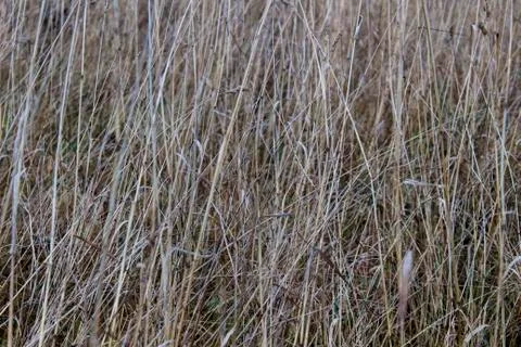 Dry grass on the field, background, texture Foto stock