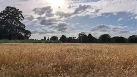 Dry grass field blowing in wind Video stock 282796094