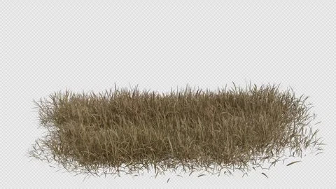 Dry Grass Field blowing in the wind Loop Animation. Alpha Channel. Loop Stock Footage 309845776