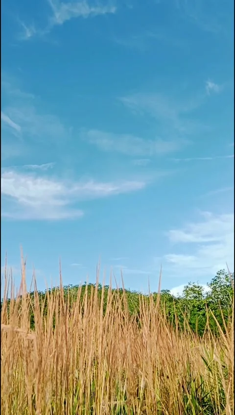 Dry Grass Field With Blue Sky Camera Movement Stock Footage 331763547