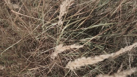 Dry grass in a field close up 1 Stock-Footage 104860053