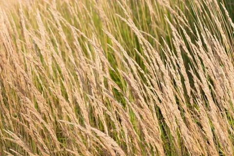 Dry grass in a field, close-up. Stock Photos