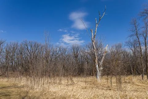Dry grass field with dead tree Stock Photos