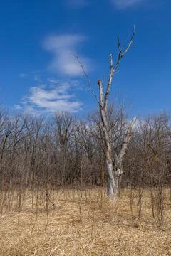 Dry grass field with dead tree Stock Photos