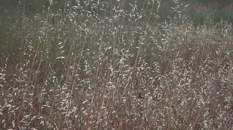 Dry grass field Stock Footage 5314689