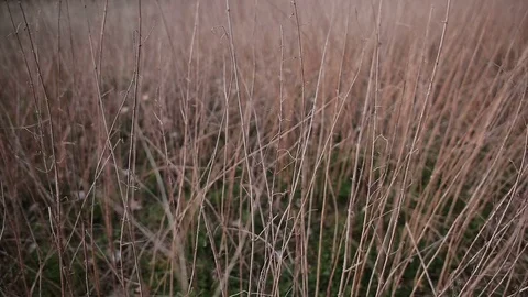 Dry grass on the field Stock-Footage 69993496