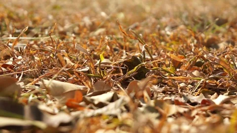 Dry grass field Stock Footage 124877565