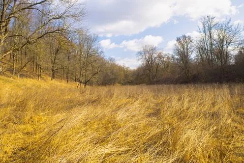 Dry grass in the field in the forest , spring Stock Photos