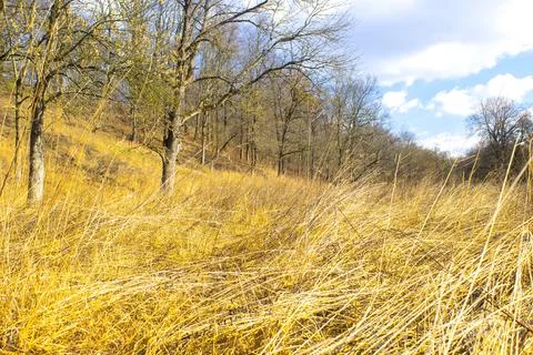 Dry grass in the field in the forest , spring Stock Photos