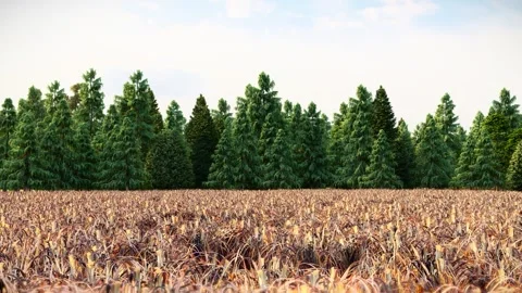 Dry Grass Field with Green Pine Forest in the Background 3D Animation Stock Footage 296148186