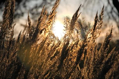 Dry grass field over the setting sun Stock Photos