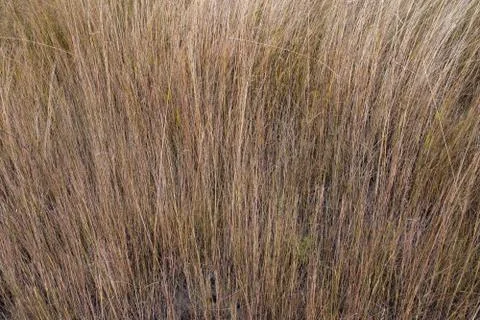 Dry grass in a field Stock Photos