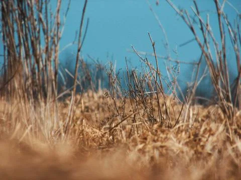 Dry grass field  스톡 사진