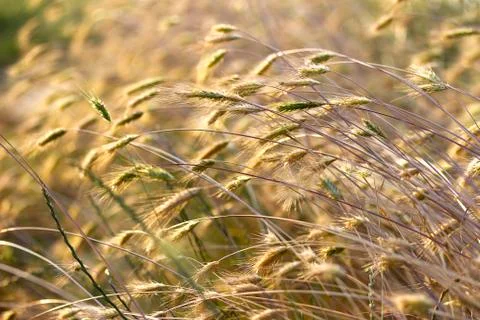 Dry grass in the field. Stock Photos