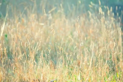 Dry grass in the field Stock-Fotos