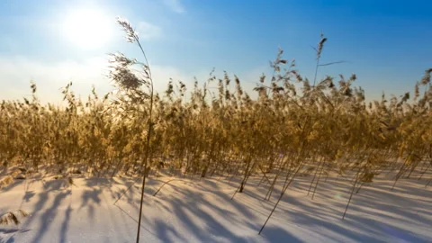 Dry grass in the field in the snow Stock Footage 87781008