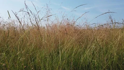Dry grass in a field in summer Video stock 156948173