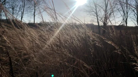 Dry grass field swaying in the wind on a sunny winter day. Stock Footage 301503440
