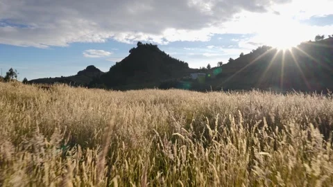 Dry grass field swaying in the wind at sunset Stock Footage 311204305