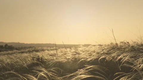 Dry grass in the field sways at sunset. Stock Footage 275148750